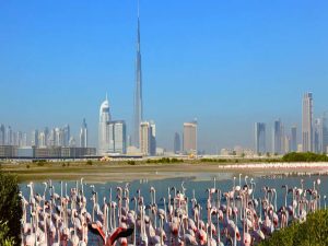 rasalkhorwildlifedubai